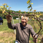 Dr. Paul DiGrazia checking buds.
