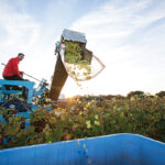 Paul Nunes harvesting at Newport Vineyards.
