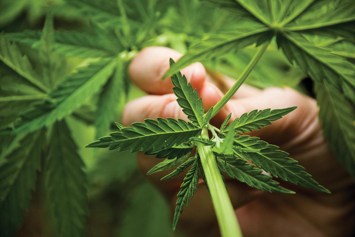 WSWA Advocates for Federal Regulation of Cannabis