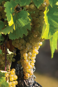 Champagne Grapes