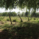 Diamond Hill Winery.