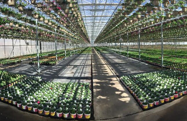 April 6, 2025: 10th Annual Greenhouse Beer Festival