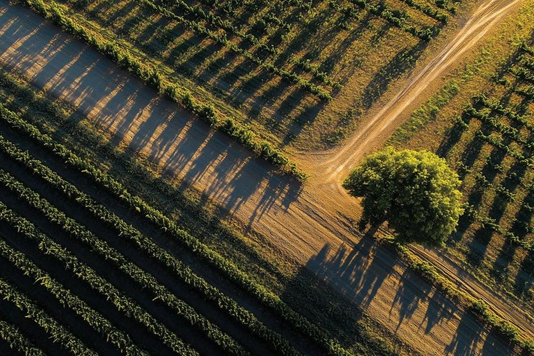 Halfway Through 2025: What’s New in Wine World