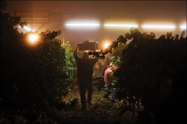 2014 California Winegrape Harvest Earliest Yet Excellent